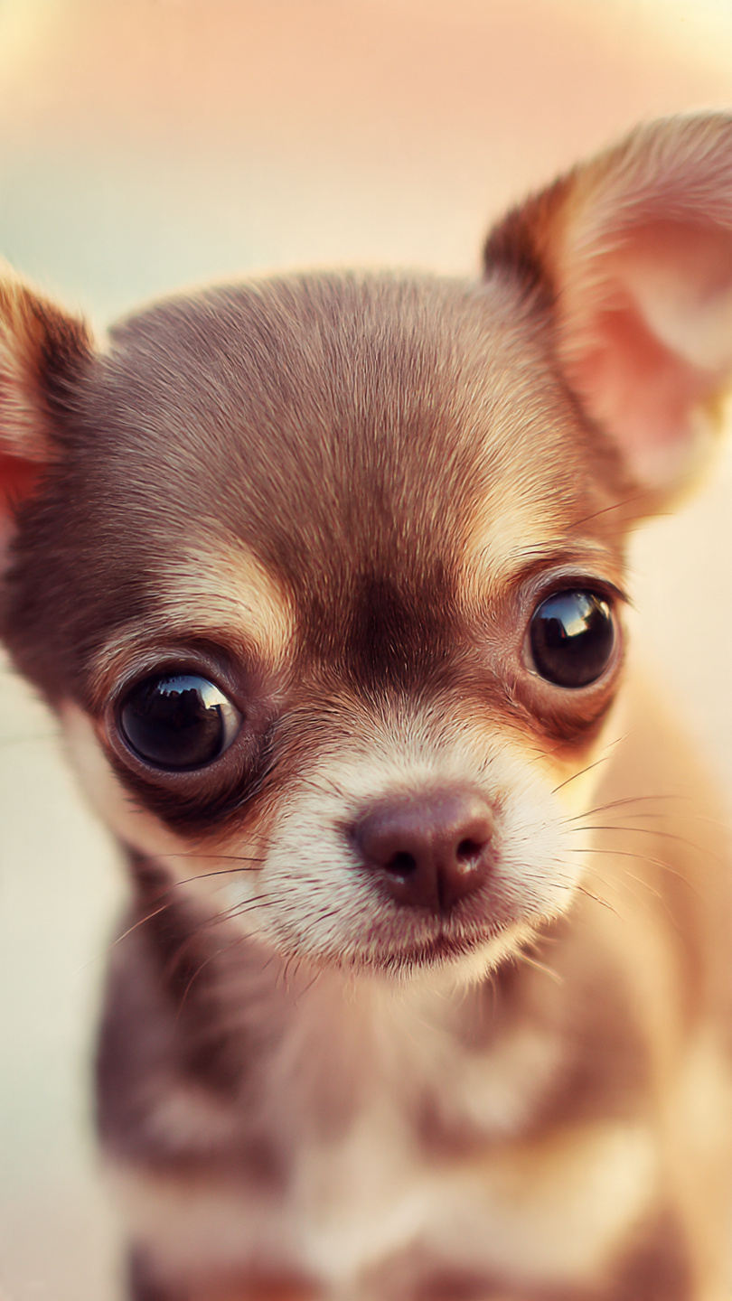 Top 10 Free Chihuahua Wallpapers for Your iPhone Screen (Cute & HD) πΆπ±