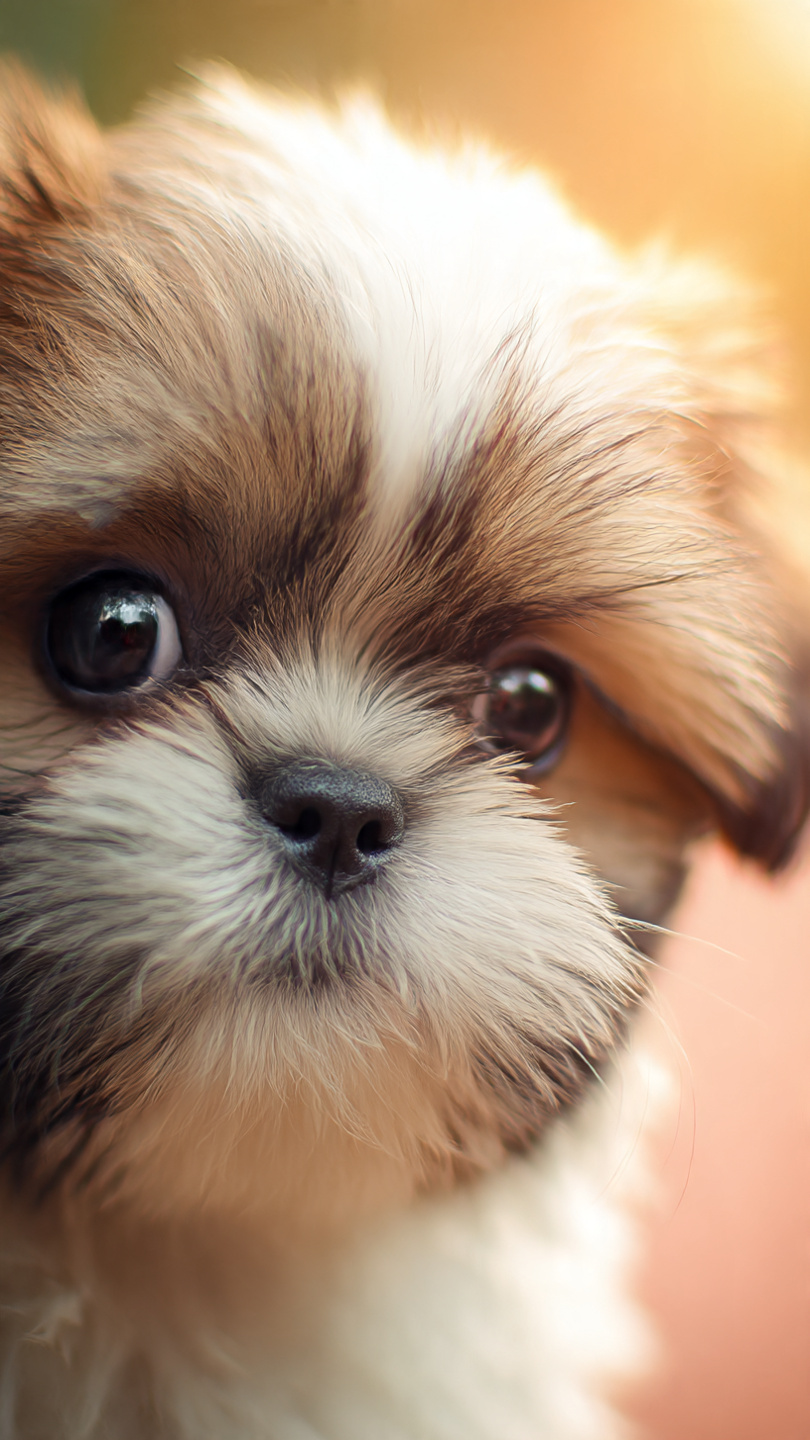 Top 10 Shih Tzu Wallpapers for Your iPhone (Free & HD)