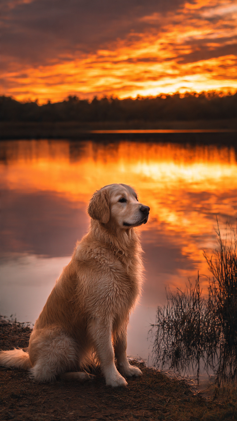 30 Cute Golden Retriever Wallpapers (Free Phone Wallpapers)